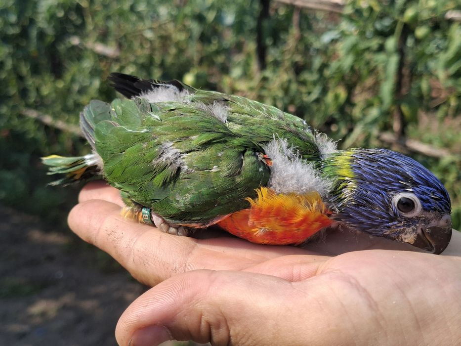 lory malucanos para acabar de criar a mão