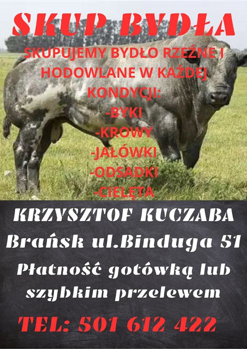 Skup transport zwierząt bydła