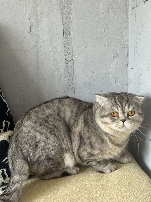 Котик в добрі руки