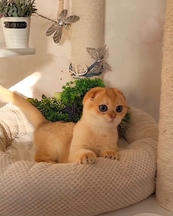 Шотландська дівчинка золота шиншила