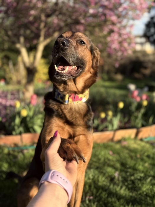 Domowy Hotel dla Zwierzaków