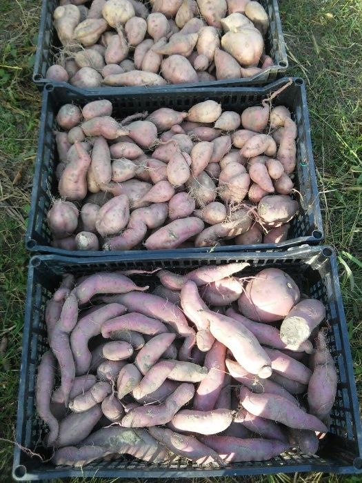 Батат для еды на килограммы