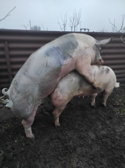 Запліднення хряками