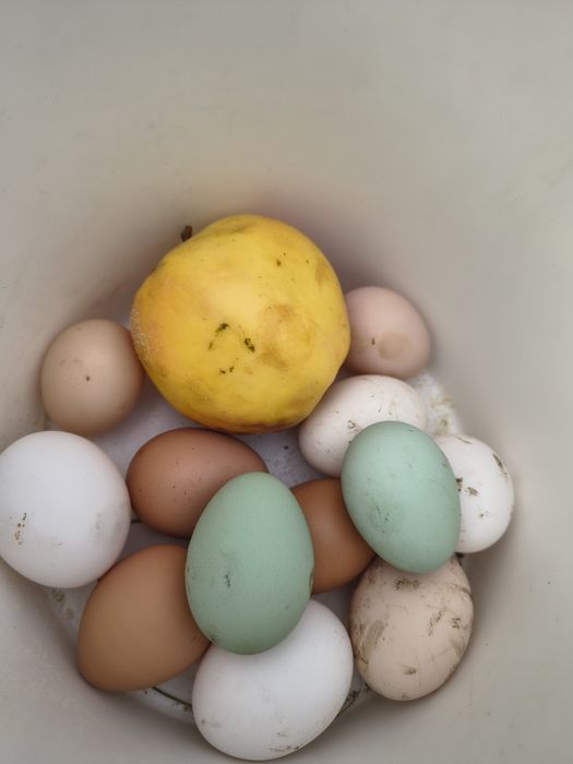 Jaja legowe kury silki, Silka paint, araukana bezogoniasta