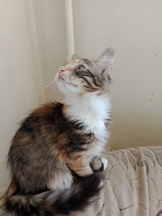 Кошенята домашні.