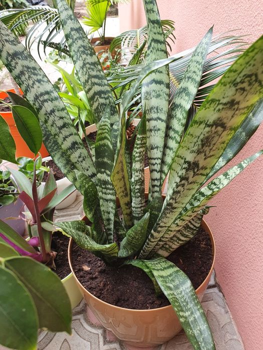 Сансевиерия комнатный неприхотливый цветок