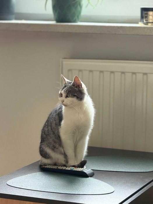 Piesia szuka nowego, bezpiecznego domu