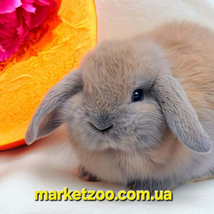 Мини кролики карликові карликовий карликовый,mini lop,висловухий баран