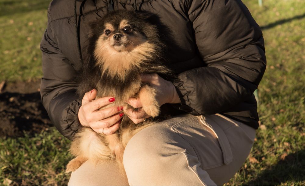 Дівчинка померанський шпіц 2,5 роки