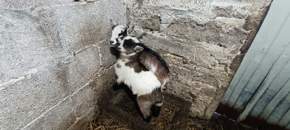 Cabrito anão - nascidos a  25/11/2025