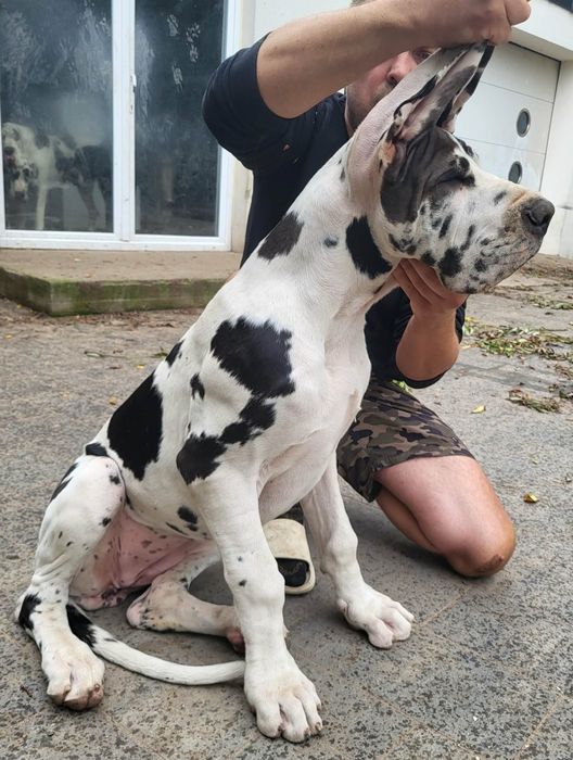 Dog niemiecki arlekin
