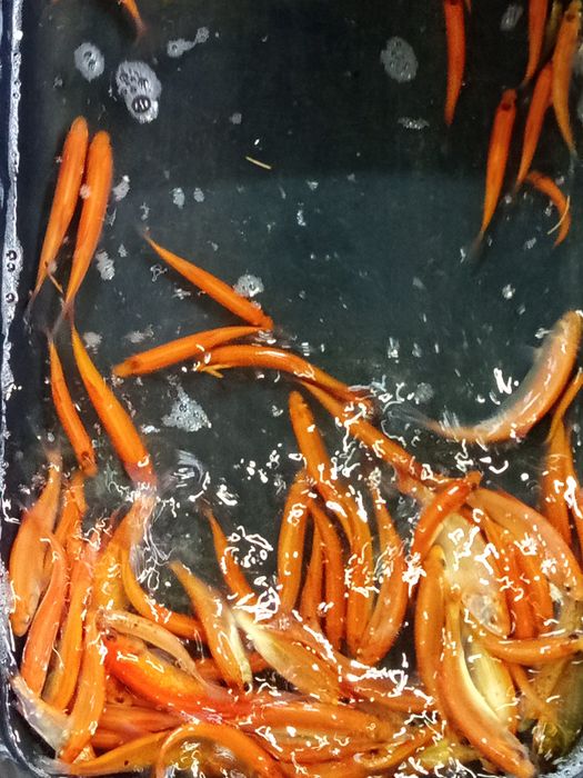 Orfa złota w sprzedaży