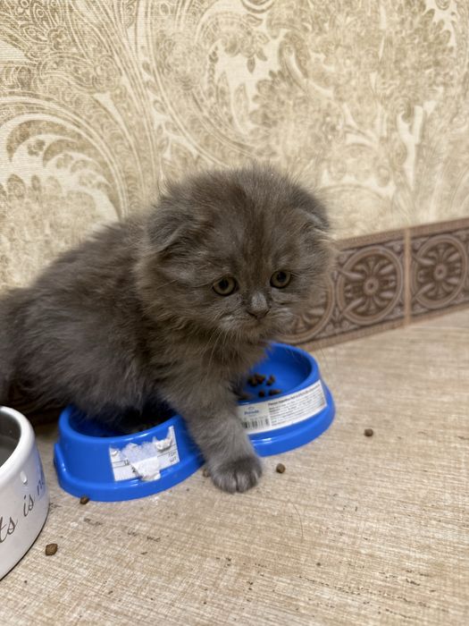 Кошеня Scottish Fold