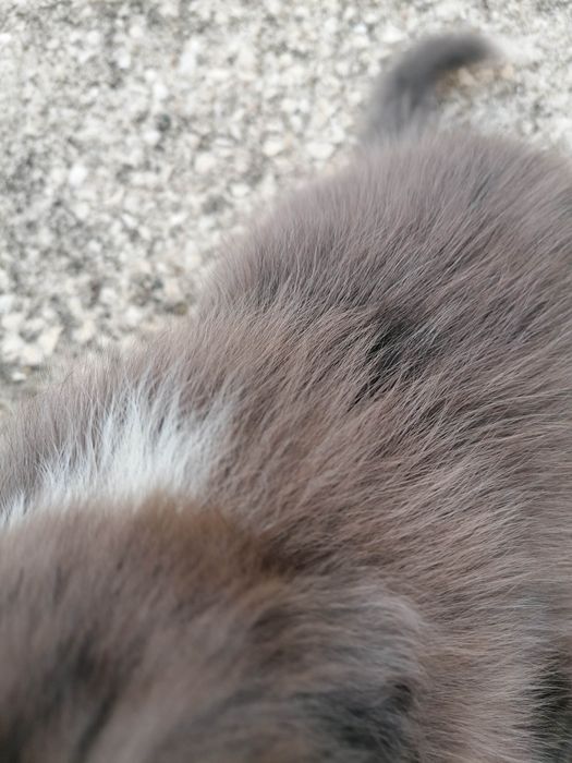 Fêmea Border Collie LOP/RI