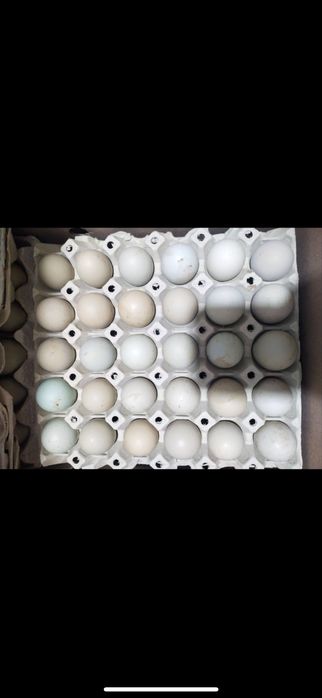 Яйце інкубаційне Легорн