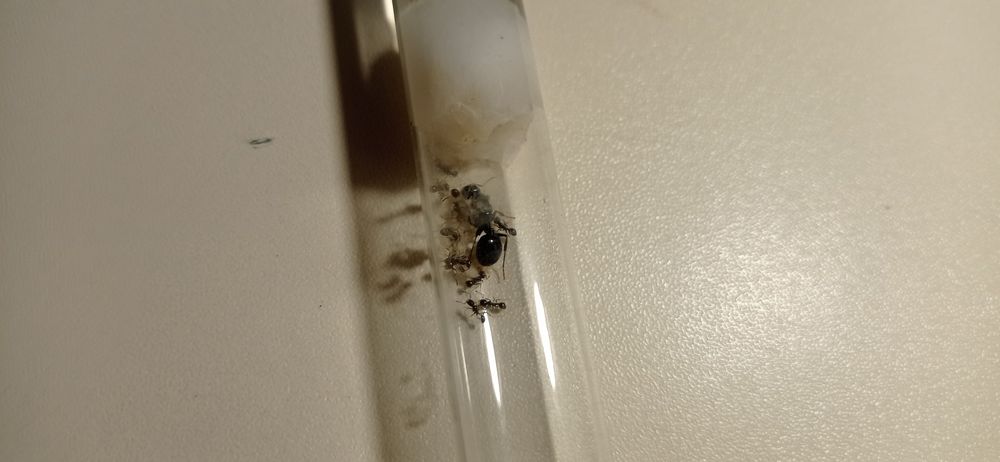 Messor structor: мурахи жнеці