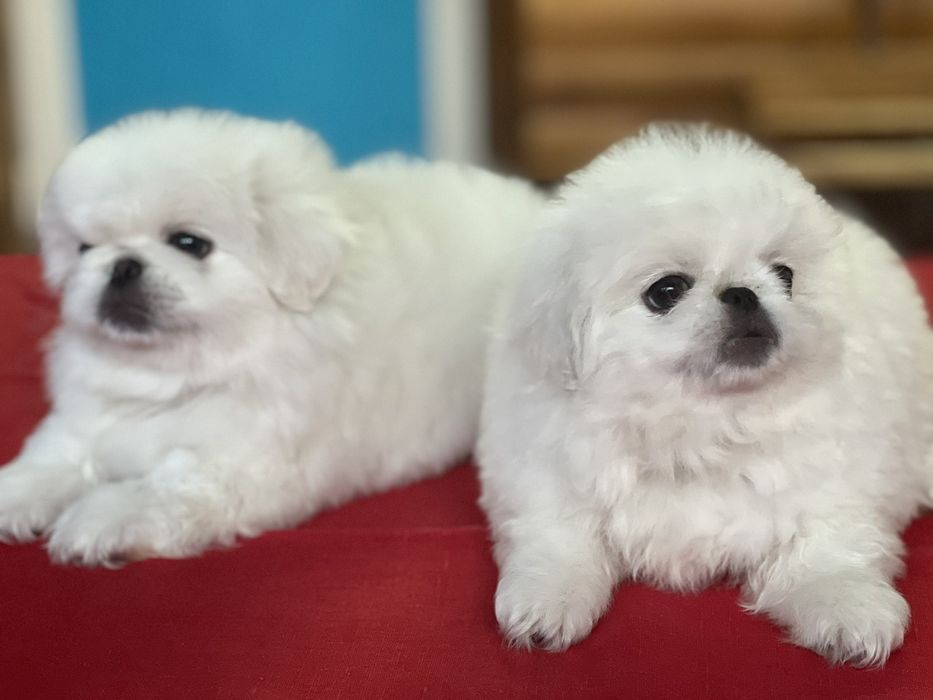 Два белоснежных облачка.