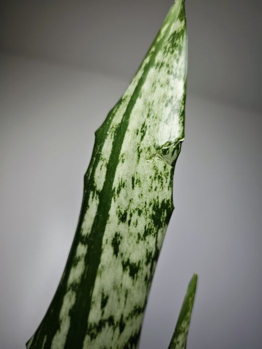 Sansevieria Heart Path
