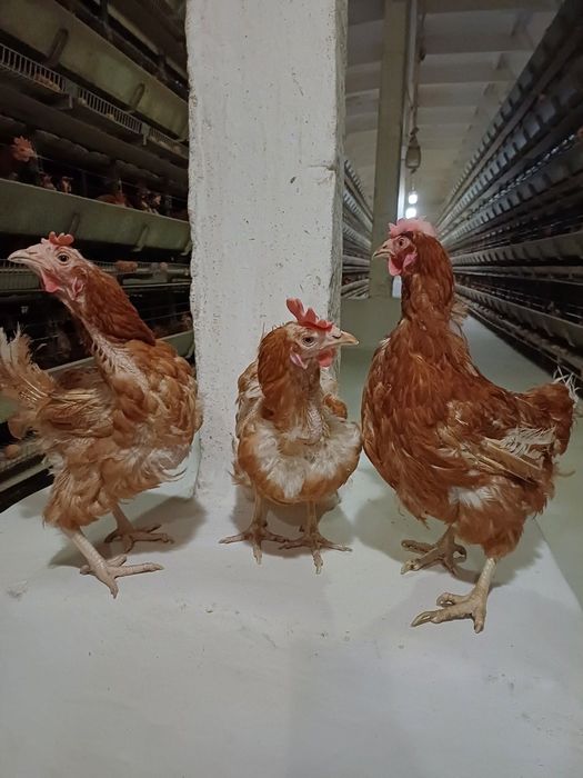 Молода    Курка Ломан браун