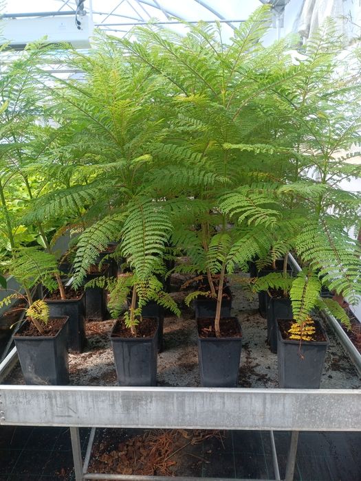 Jacarandá até 3 metros de altura.