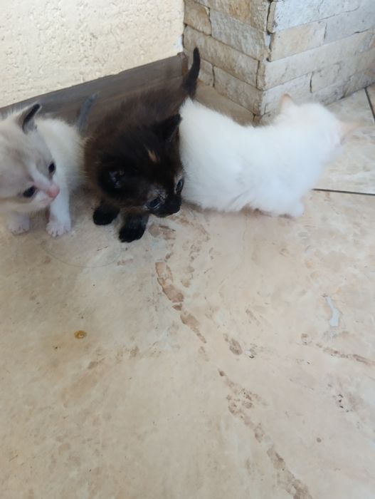 Віддам котиків в добрі руки