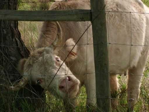 Rede Ovelheira (Nó) Ligeira – 18ARAMES (NOVO)