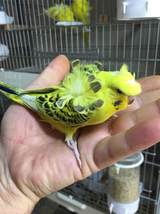 Vendo piriquitos horogromo por australianos