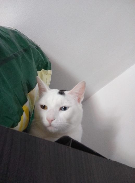 Gato 1 ano  meigo