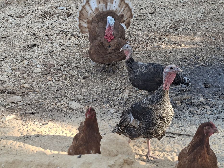 Vendo quatro peruas e um peru