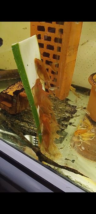 Harem para zbrojnik super red long fin glonojad czerwony Ancistrus