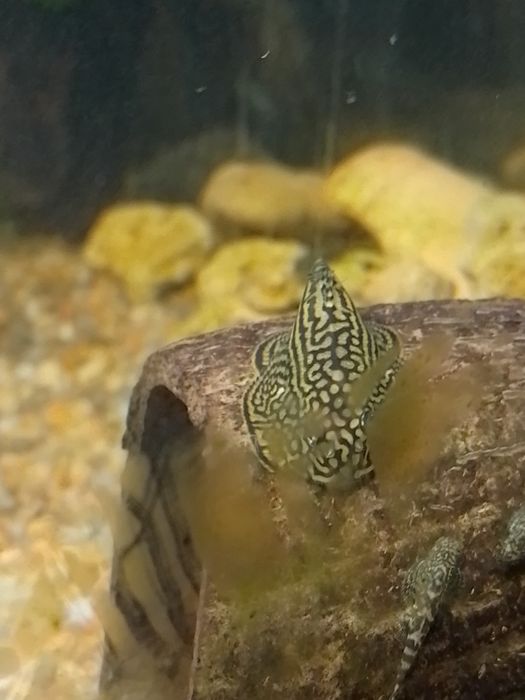 Псевдоскат  севилья