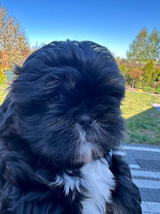 Śliczny piesek rasy shih tzu