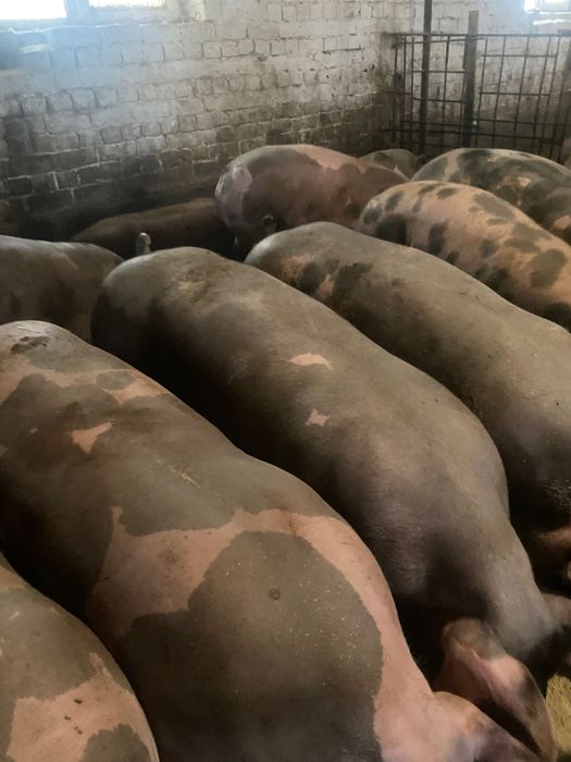 Продам свиней живою вагою або тушкою