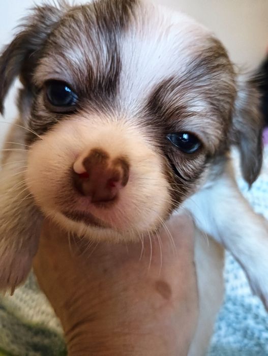 Chihuahua  macho