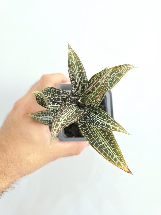 Goodyera Hispida (Jewel Orchid)