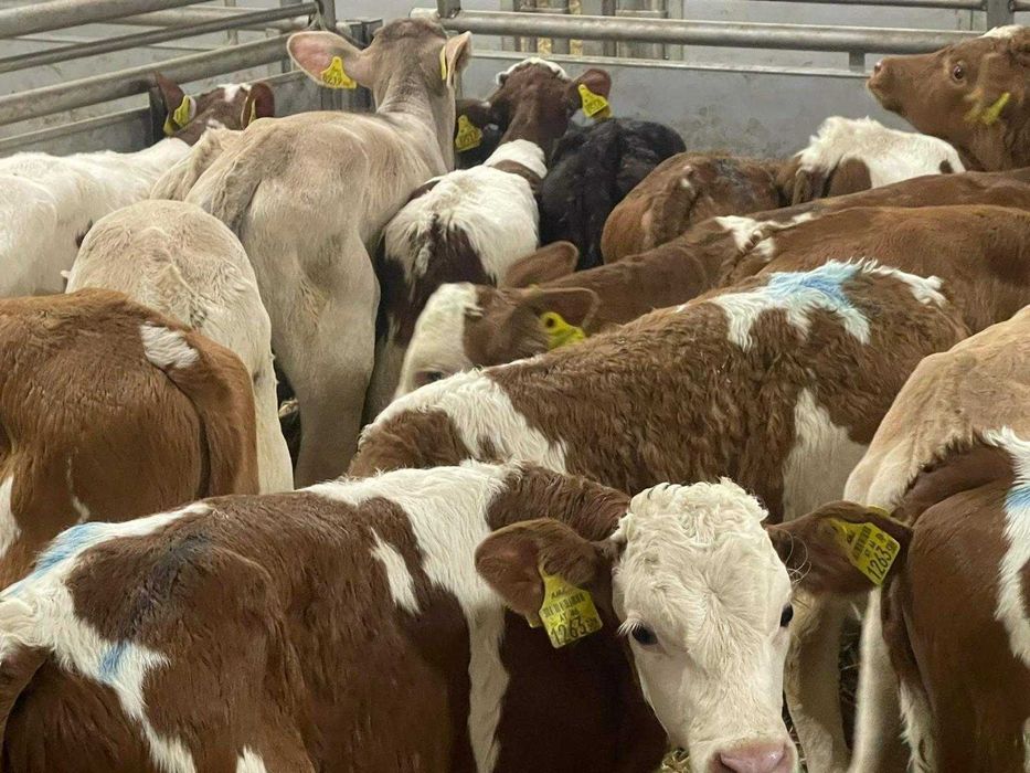 sprzedam cielaki mięsne