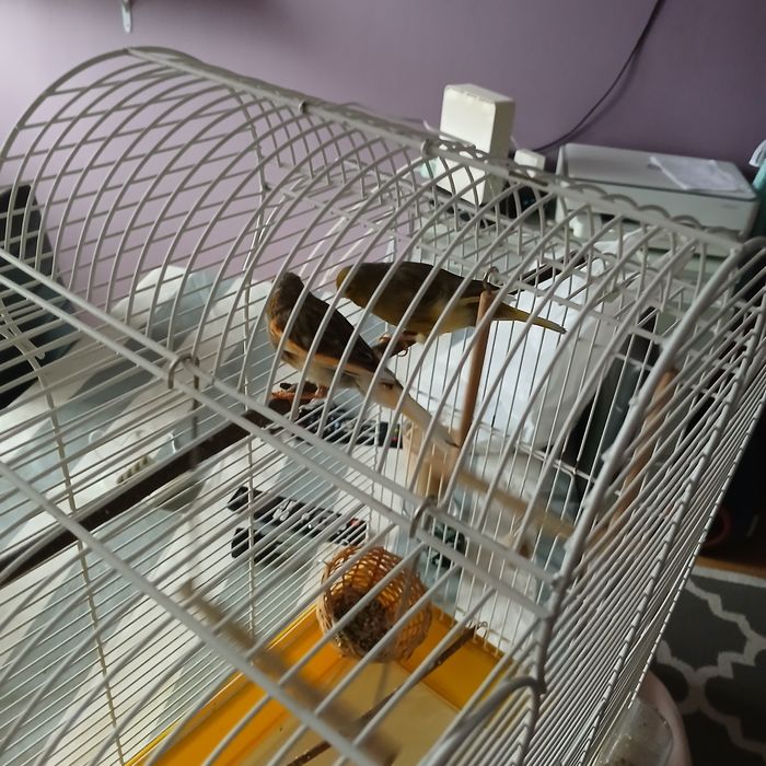 Sprzedam parke kanarkow