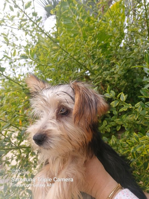 Linda menina  Yorkshire terrier