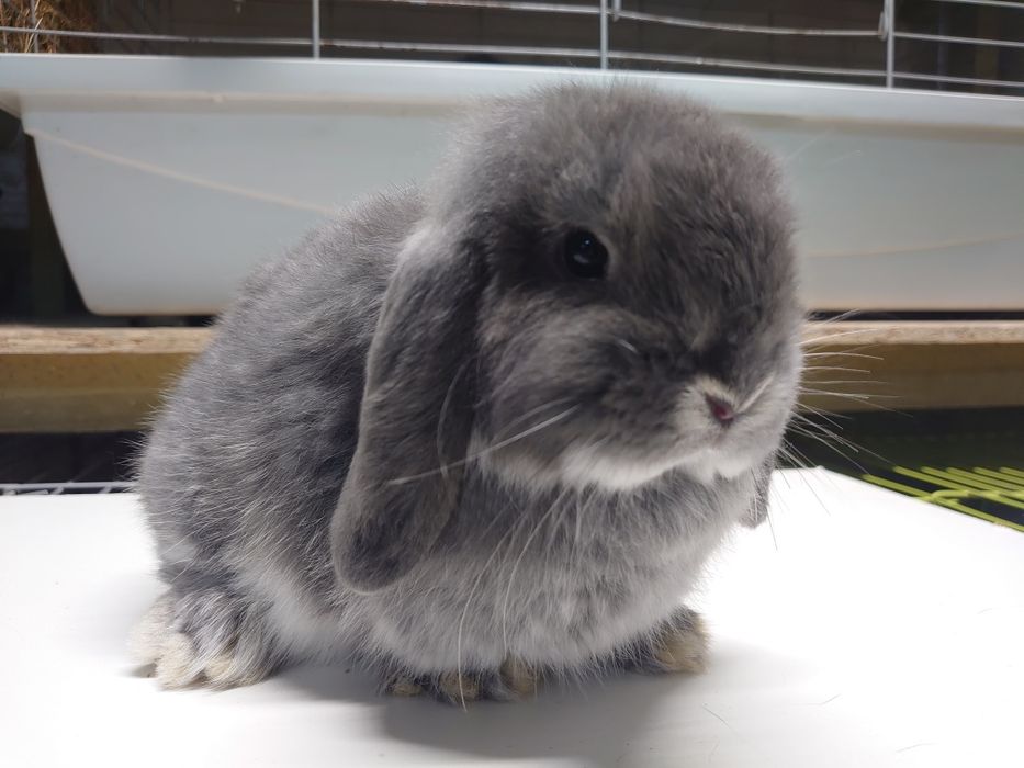 Króliki Mini -Lop  Blue Fox