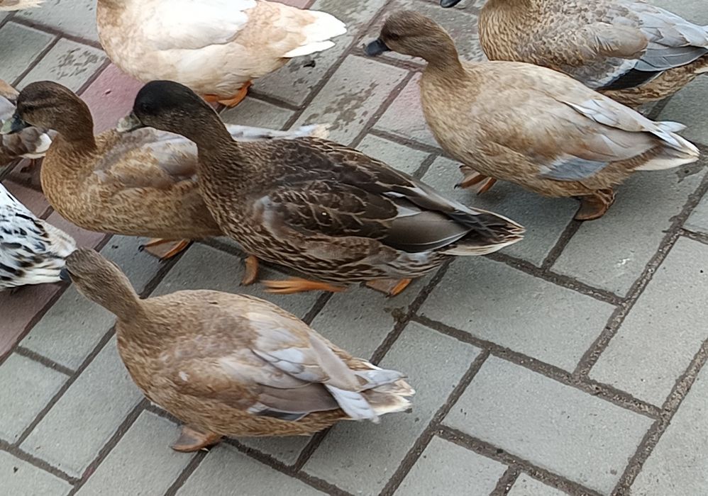 Call duck młode.