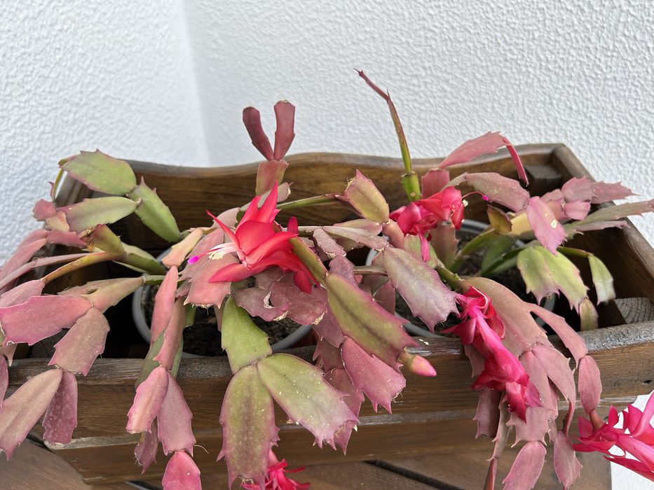 Vendo suculentas muito bonitas.