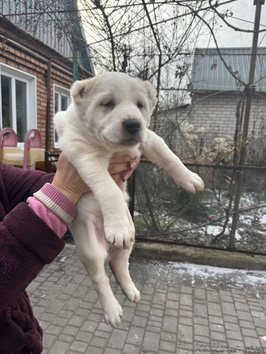 Цуценята САО(Алабай) шукають родину