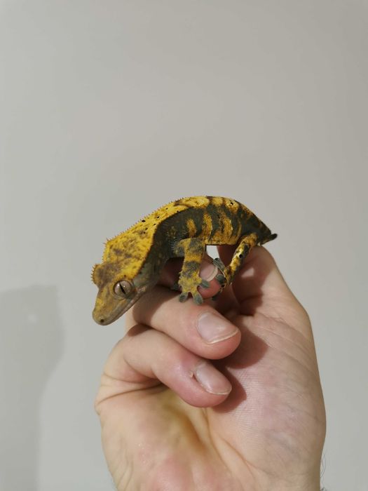 Gekon orzesiony samica