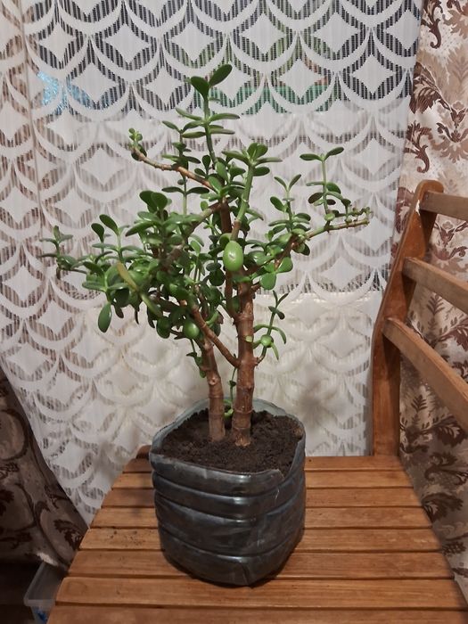 Толстянка (Денежное дерево ) 50 см