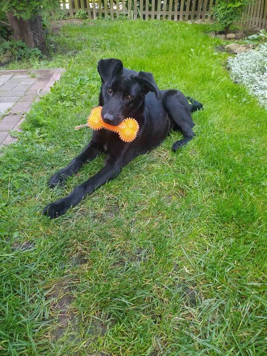 Лабрадор хлопчик