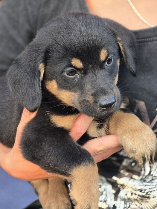 Ośmiotygodniowe szczenięta do adopcji!