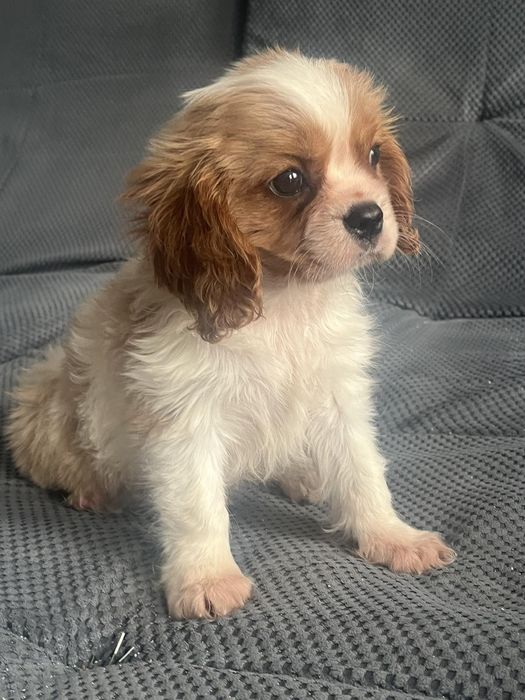 Мальчик кавалер кинг Чарльз спаниель