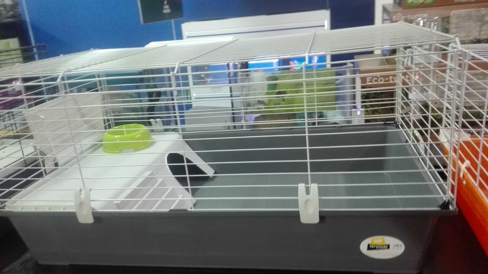 KIT Completo ,Coelhos anões Bebés super dóceis