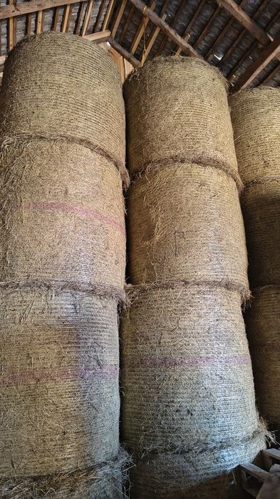 Siano w belach 120cm
