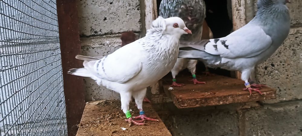 Sprzedam samice falkę